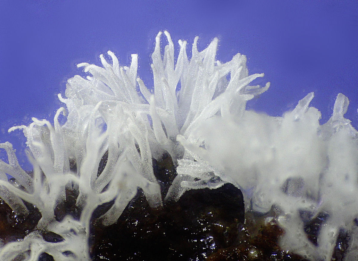 Ceratiomyxa fruticulosa